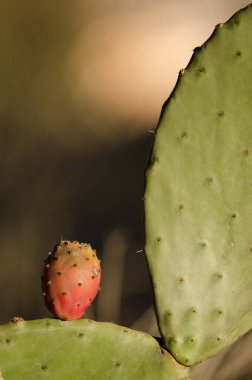 Fruit and paddles of Opuntia maxima. La Chapa. San Mateo. Gran Canaria. Canary Islands. Spain.