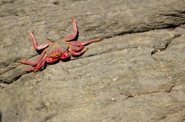 Crab Grapsus adscensionis on a rocky cliff. Quintanilla. Arucas. Gran Canaria. Canary Islands. Spain.