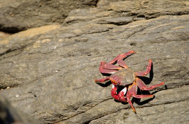 Crab Grapsus adscensionis on a rocky cliff. Quintanilla. Arucas. Gran Canaria. Canary Islands. Spain.