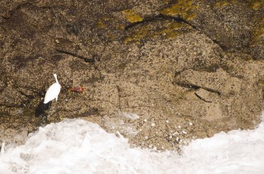 Little egret Egretta garzetta and crab Grapsus adscensionis. Galdar. Gran Canaria. Canary Islands. Spain.