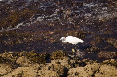 Little egret Egretta garzetta fishing. Galdar. Gran Canaria. Canary Islands. Spain.