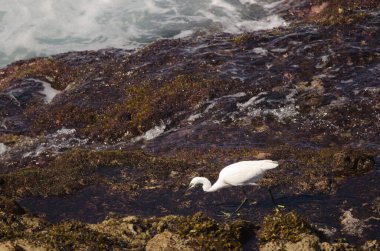 Little egret Egretta garzetta fishing. Galdar. Gran Canaria. Canary Islands. Spain.