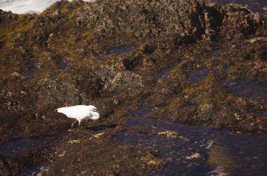Little egret Egretta garzetta fishing. Galdar. Gran Canaria. Canary Islands. Spain.