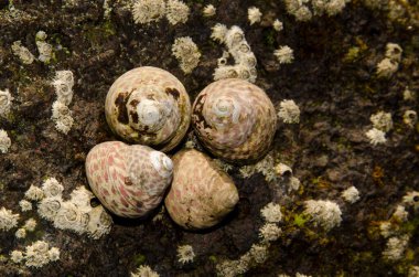 Sea snails Phorcus atratus and polis stellate barnacles Chthamalus stellatus. Sardina del Norte. Galdar. Gran Canaria. Canary Islands. Spain.