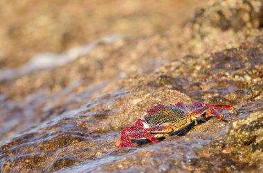 Crab Grapsus adscensionis on a rock of the coast. Sardina del Norte. Galdar. Gran Canaria. Canary Islands. Spain.