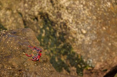 Crab Grapsus adscensionis on a rock of the coast. Sardina del Norte. Galdar. Gran Canaria. Canary Islands. Spain.