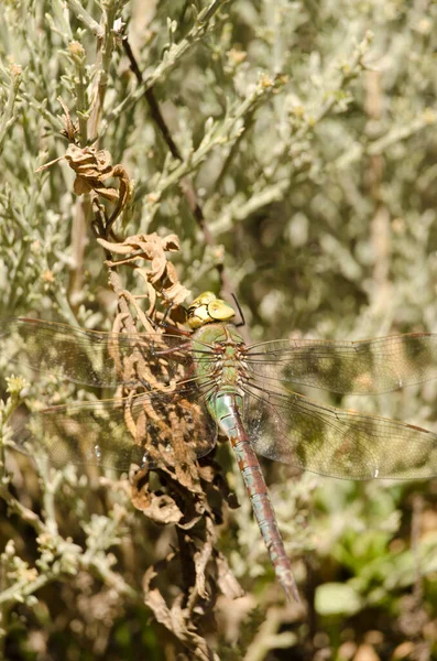 Female Emperor Dragonfly Anax Imperator Nublo Rural Park Tejeda Gran — 스톡 사진