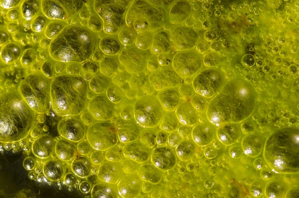 Water Bubbles Surface Pond Covered Algae Nublo Rural Park Tejeda — 图库照片