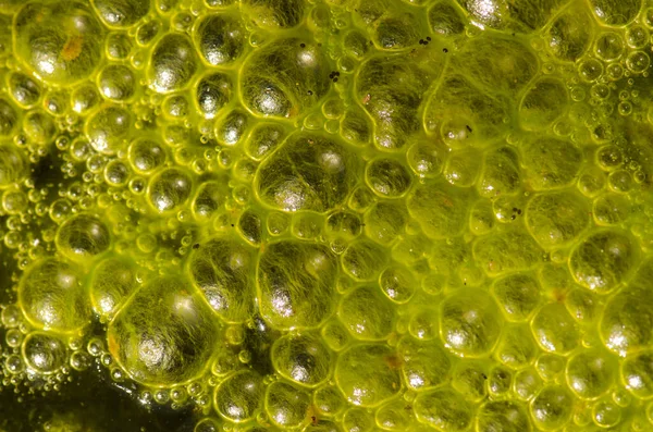 Water Bubbles Surface Pond Covered Algae Nublo Rural Park Tejeda — 图库照片