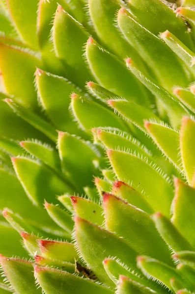 Leaves of the plant Aeonium simsii. The Nublo Rural Park. Tejeda. Gran Canaria. Canary Islands. Spain.