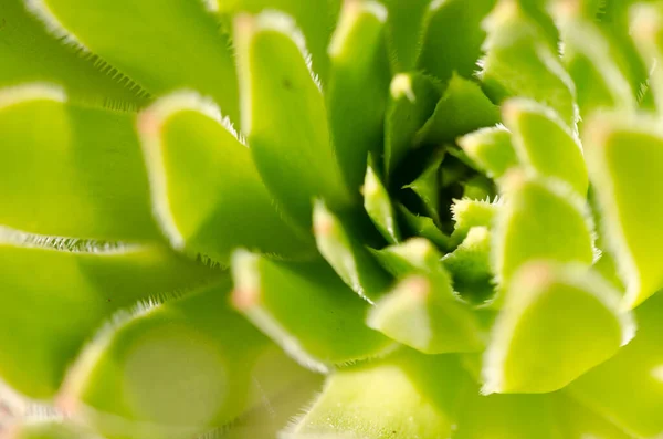Detail Plant Aeonium Simsii Nublo Rural Park Tejeda Gran Canaria — Stock Photo, Image