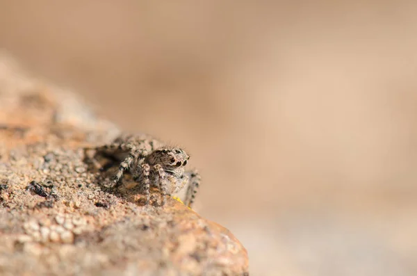 Female Jumping Spider Aelurillus Lucasi Nublo Rural Park Tejeda Gran — Stockfoto