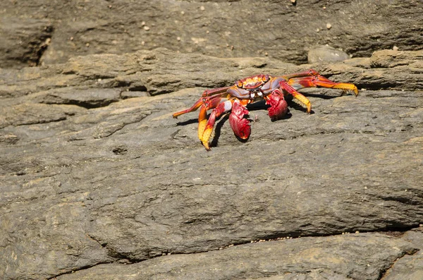 Crab Grapsus Adscensionis Rocky Cliff Quintanilla Arucas Gran Canaria Canary — 스톡 사진