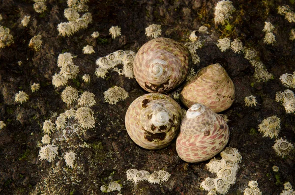 Sea Snails Phorcus Atratus Polis Stellate Barnacles Chthamalus Stellatus Sardina — 图库照片