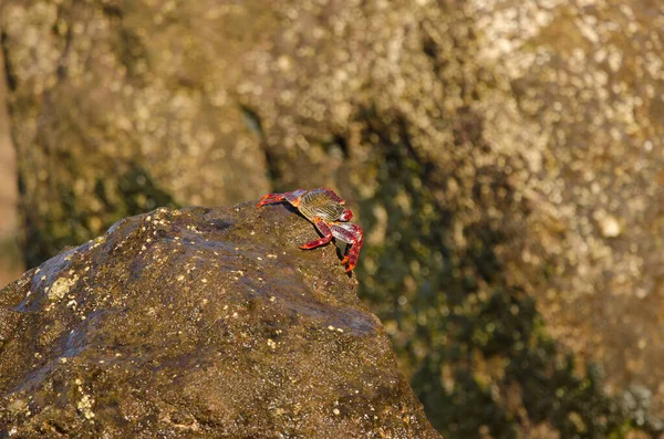 Crab Grapsus adscensionis on a rock of the coast. Sardina del Norte. Galdar. Gran Canaria. Canary Islands. Spain.