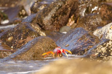 Crab Grapsus adscensionis jumping from a rock. Sardina del Norte. Galdar. Gran Canaria. Canary Islands. Spain.