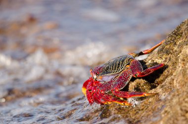 Crab Grapsus adscensionis on a rocky cliff. Sardina del Norte. Galdar. Gran Canaria. Canary Islands. Spain.