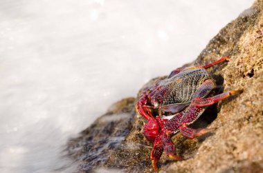 Crab Grapsus adscensionis and splash of a wave. Sardina del Norte. Galdar. Gran Canaria. Canary Islands. Spain.