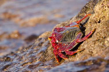 Crab Grapsus adscensionis on a rocky cliff. Sardina del Norte. Galdar. Gran Canaria. Canary Islands. Spain.