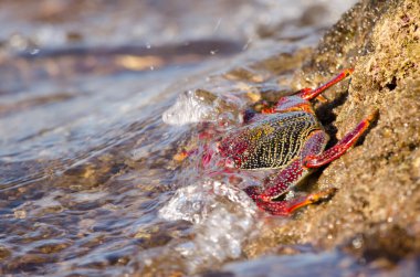 Crab Grapsus adscensionis bathed by a wave. Sardina del Norte. Galdar. Gran Canaria. Canary Islands. Spain.