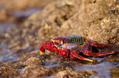 Crab Grapsus adscensionis on a rocky cliff. Sardina del Norte. Galdar. Gran Canaria. Canary Islands. Spain.