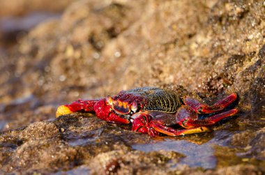 Crab Grapsus adscensionis on a rocky cliff. Sardina del Norte. Galdar. Gran Canaria. Canary Islands. Spain.