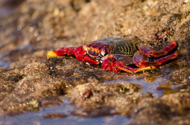Crab Grapsus adscensionis on a rocky cliff. Sardina del Norte. Galdar. Gran Canaria. Canary Islands. Spain.