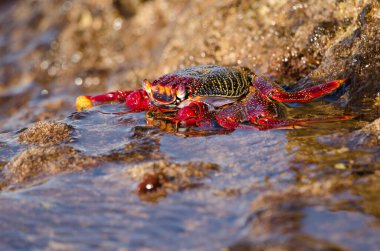 Crab Grapsus adscensionis on a rocky cliff. Sardina del Norte. Galdar. Gran Canaria. Canary Islands. Spain.