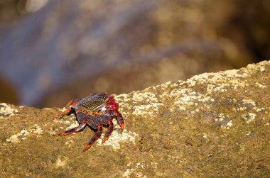 Crab Grapsus adscensionis on a rocky cliff. Sardina del Norte. Galdar. Gran Canaria. Canary Islands. Spain.