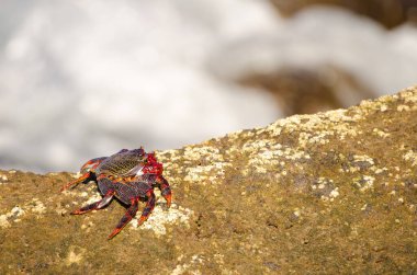 Crab Grapsus adscensionis on a rocky cliff. Sardina del Norte. Galdar. Gran Canaria. Canary Islands. Spain.