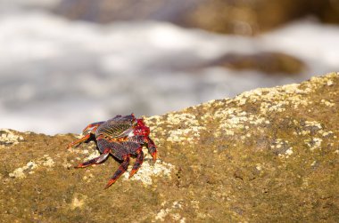 Crab Grapsus adscensionis on a rocky cliff. Sardina del Norte. Galdar. Gran Canaria. Canary Islands. Spain.
