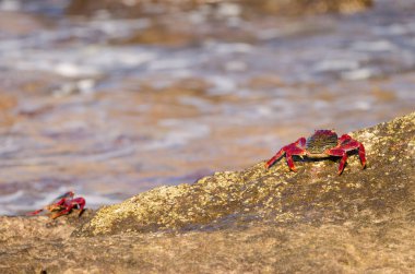 Crabs Grapsus adscensionis on a rocky cliff. Sardina del Norte. Galdar. Gran Canaria. Canary Islands. Spain.
