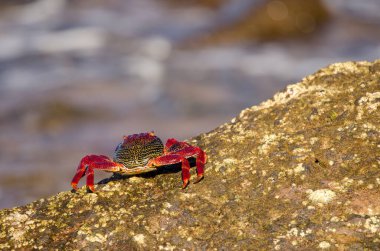 Crab Grapsus adscensionis on a rocky cliff. Sardina del Norte. Galdar. Gran Canaria. Canary Islands. Spain.