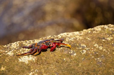 Crab Grapsus adscensionis on a rocky cliff. Sardina del Norte. Galdar. Gran Canaria. Canary Islands. Spain.