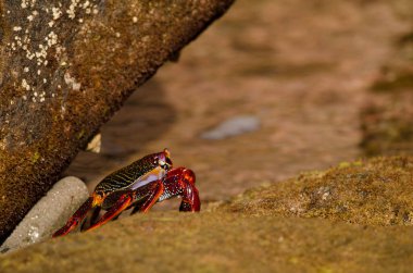 Crab Grapsus adscensionis on a rocky cliff. Sardina del Norte. Galdar. Gran Canaria. Canary Islands. Spain.