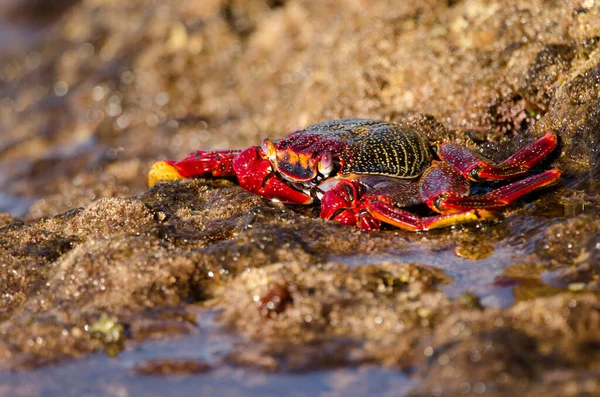 Crab Grapsus Adscensionis Rocky Cliff Sardina Del Norte Galdar Gran — Stockfoto