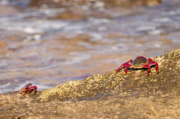 Crabs Grapsus Adscensionis Rocky Cliff Sardina Del Norte Galdar Gran — 图库照片