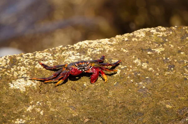 Crab Grapsus Adscensionis Rocky Cliff Sardina Del Norte Galdar Gran — Foto de Stock