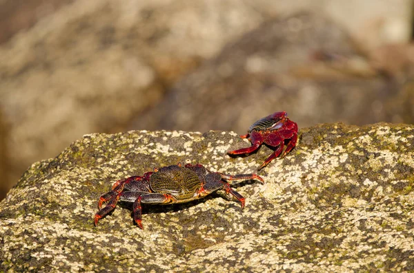 Crabs Grapsus Adscensionis Confronting Sardina Del Norte Galdar Gran Canaria — 图库照片