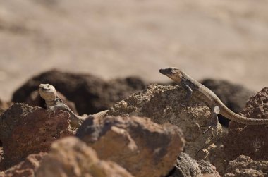 Males Gran Canaria giant lizard Gallotia stehlini. La Garita. Telde. Gran Canaria. Canary Islands. Spain.