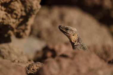 Female Gran Canaria giant lizard Gallotia stehlini. La Garita. Telde. Gran Canaria. Canary Islands. Spain.