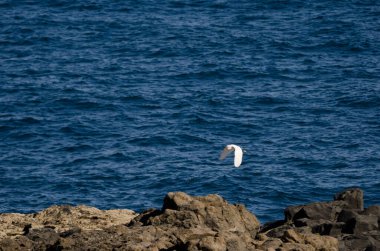 Little egret Egretta garzetta in flight over the coast. La Garita. Telde. Gran Canaria. Canary Islands. Spain.