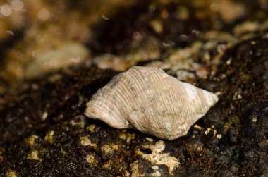 Shell of red-mouthed rock shell Stramonita haemastoma. La Garita. Telde. Gran Canaria. Canary Islands. Spain.