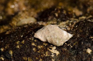 Shell of red-mouthed rock shell Stramonita haemastoma. La Garita. Telde. Gran Canaria. Canary Islands. Spain.
