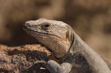 Male Gran Canaria giant lizard Gallotia stehlini. La Garita. Telde. Gran Canaria. Canary Islands. Spain.