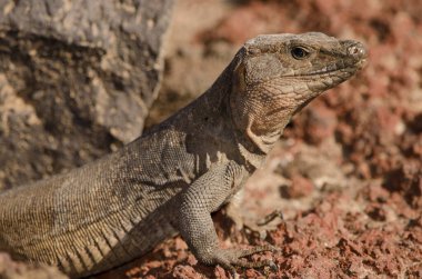 Male Gran Canaria giant lizard Gallotia stehlini. La Garita. Telde. Gran Canaria. Canary Islands. Spain.