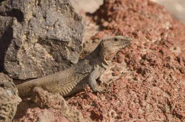 Male Gran Canaria giant lizard Gallotia stehlini. La Garita. Telde. Gran Canaria. Canary Islands. Spain.