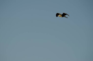 Grey heron Ardea cinerea in flight. Special Natural Reserve of the Maspalomas Dunes. San Bartolome de Tirajana. Gran Canaria. Canary Islands. Spain.