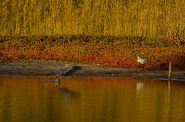 Grey heron Ardea cinerea landing on a pond. Natural Reserve of the Maspalomas Dunes. San Bartolome de Tirajana. Gran Canaria. Canary Islands. Spain.