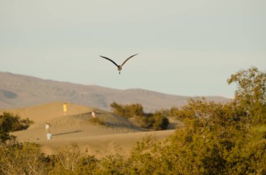 Grey heron Ardea cinerea in flight. Special Natural Reserve of the Maspalomas Dunes. San Bartolome de Tirajana. Gran Canaria. Canary Islands. Spain.